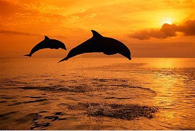 新一期日亚游戏预约榜 《宝可梦传说：阿尔宙斯》登顶